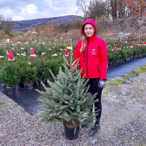 Smrek pichľavý (Picea pungens) ´GLAUCA´ – výška 120-150 cm, kont. C20L